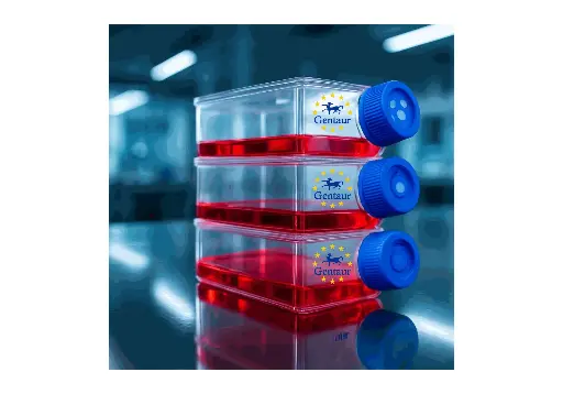 [GEN-CSI166Ra01-500k] Primary LMC Cell, Rat